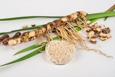 250 SWEET FLAG GRASS Wetland Pond Acorus Calamus Ornamental Seeds